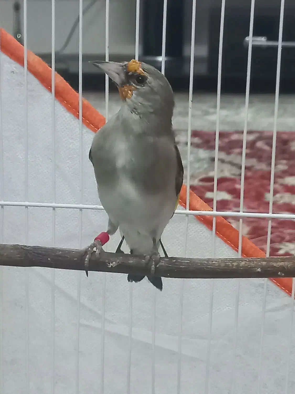 سهره دورگ نر دهن دار|پرنده|مشهد, ابوذر|دیوار