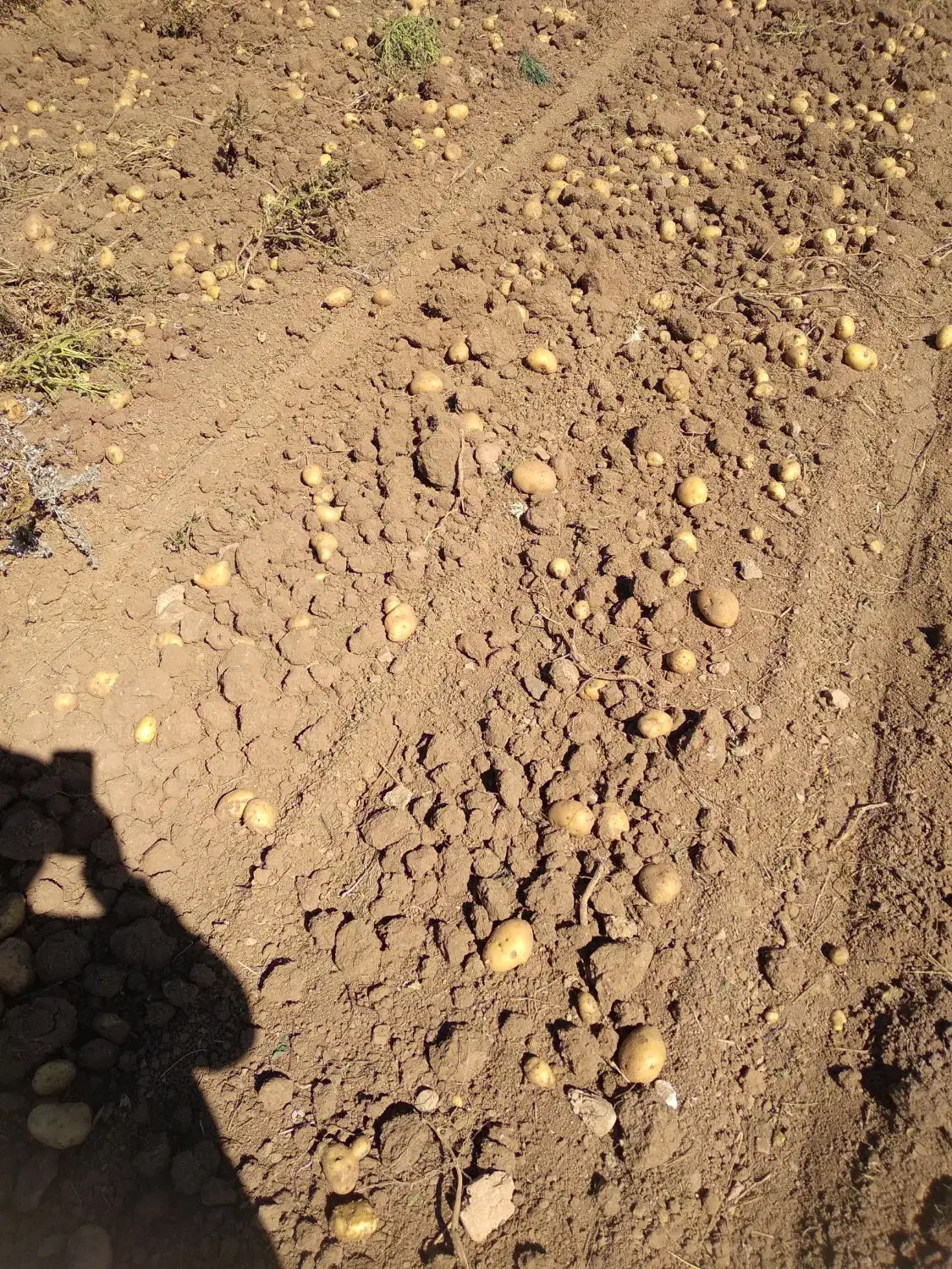 سیب زمینی فریدن|عمدهفروشی|داران, |دیوار