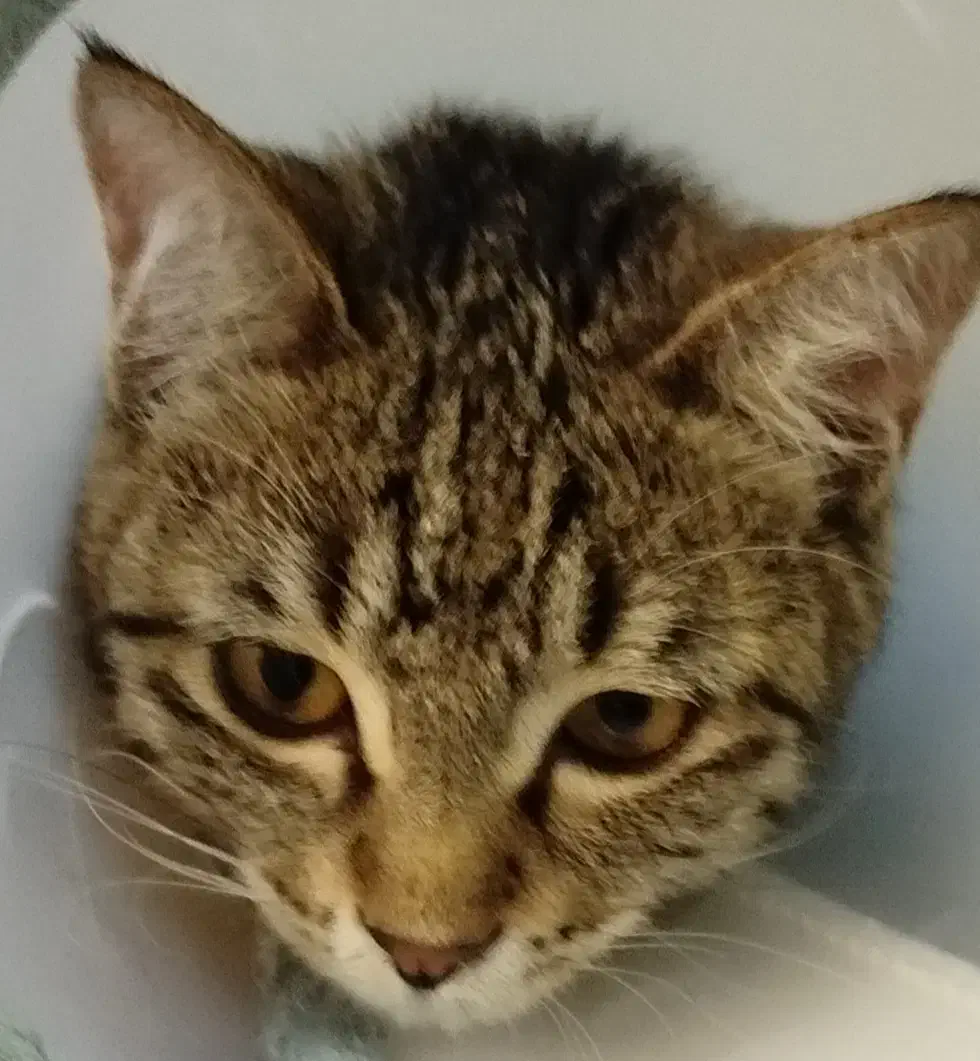 بچه گربه باهوش تمایل به همراهی با آدم ها|گربه|ارومیه, |دیوار