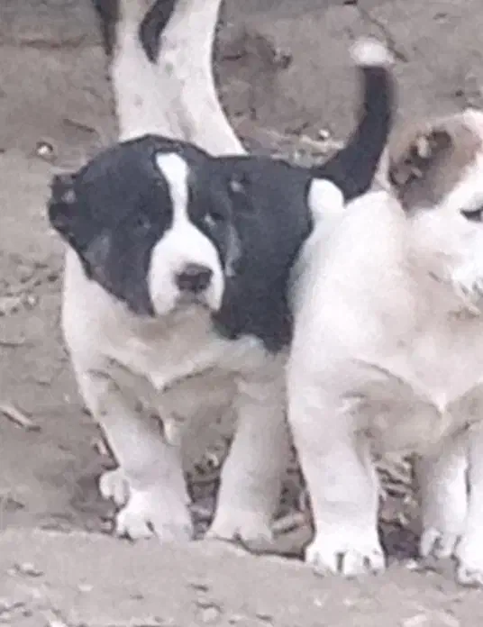 آلابای بااصالت نگهبان.. گله ای و..فی فقط سه|سگ|مشهد, ترمینال|دیوار