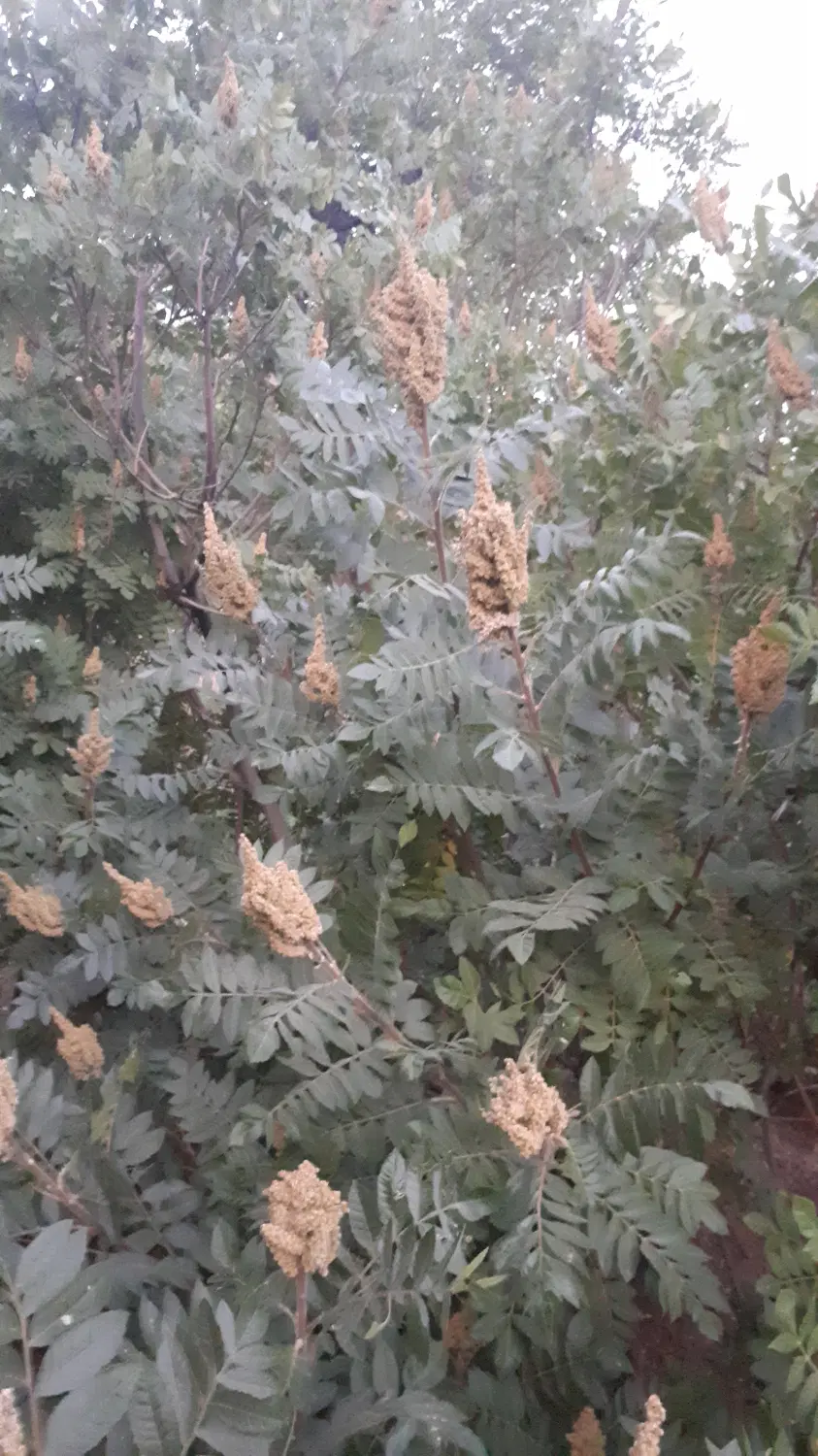 سماق|خوردنی و آشامیدنی|سیروان, |دیوار