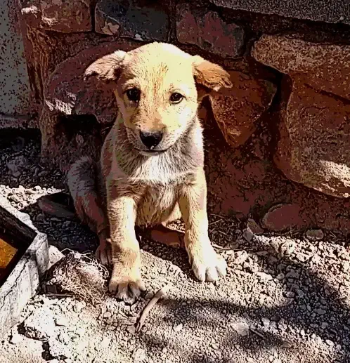 واگذاری توله|سگ|قره پشتلو, |دیوار