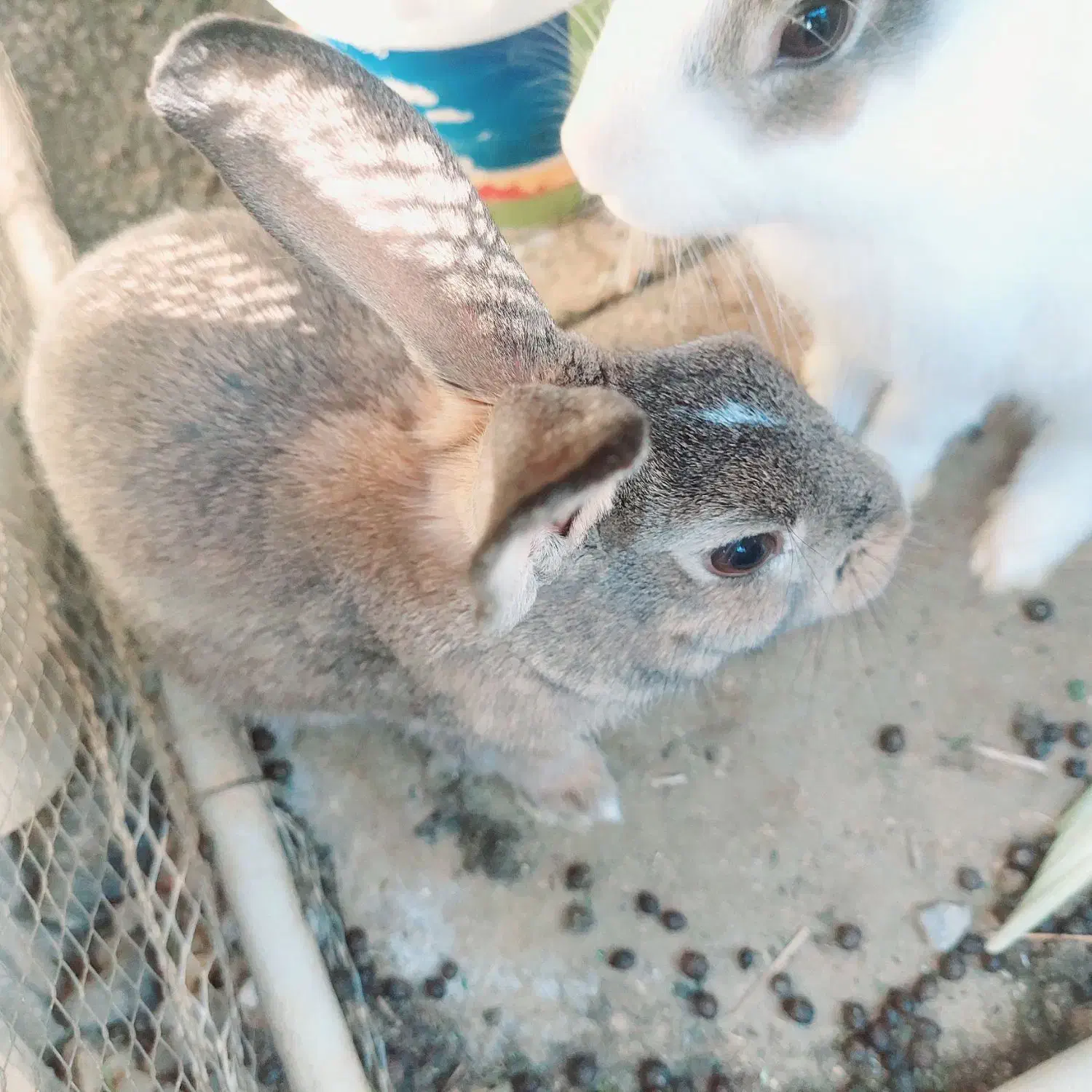 خرگوش|موش و خرگوش|ایرانشهر, |دیوار