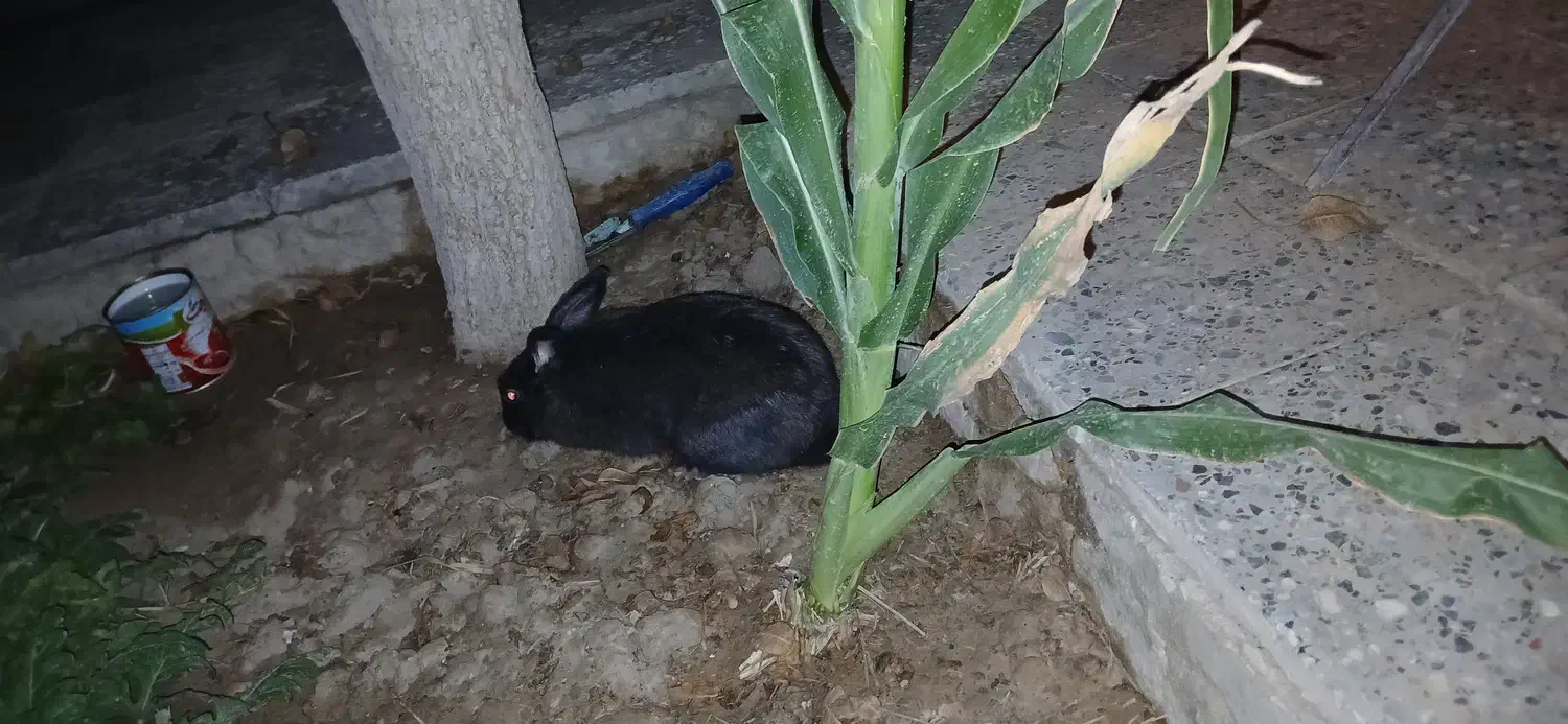 خرگوش لپی|موش و خرگوش|زابل, |دیوار