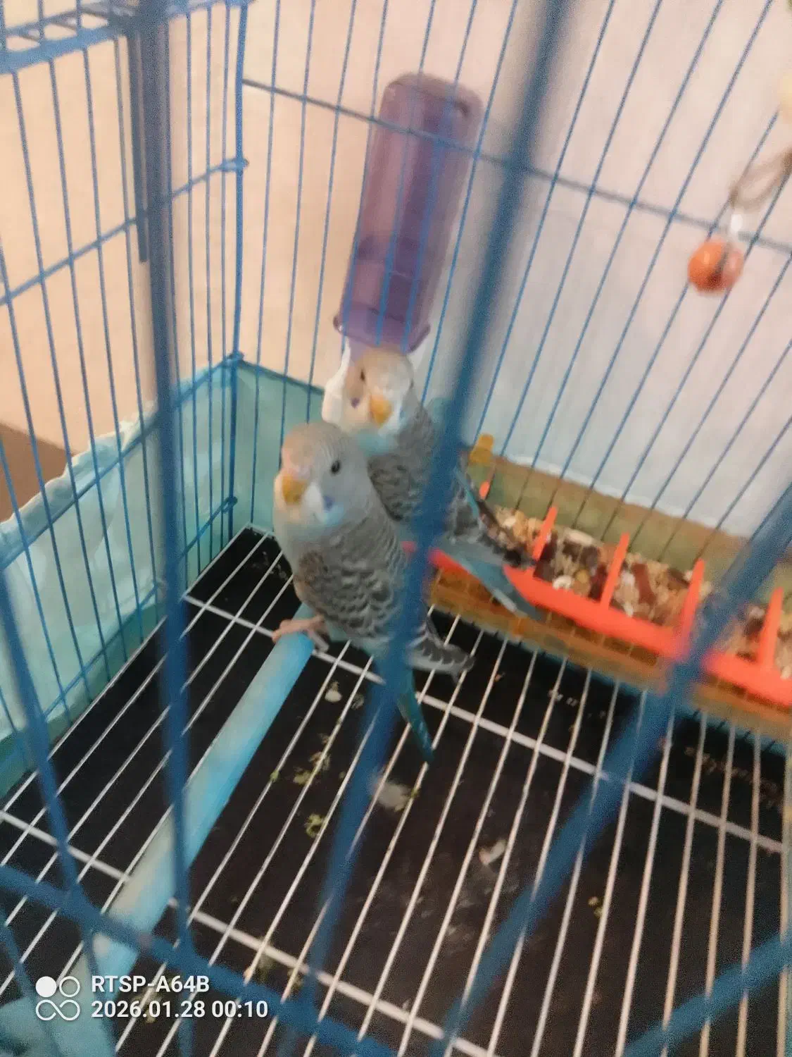 مرغ عشق نروماده|پرنده|باسمنج, |دیوار