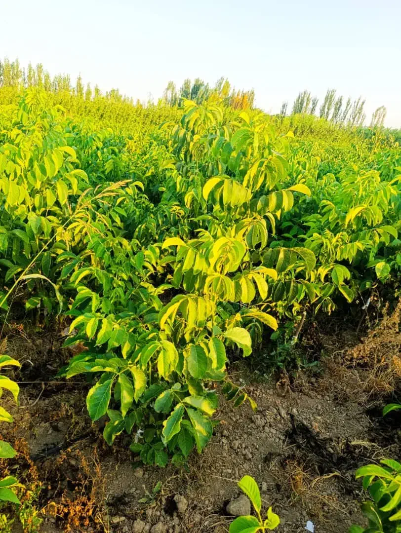 پخش تمامی نهالهـا|خدمات باغبانی و درختکاری|نمشیر, |دیوار