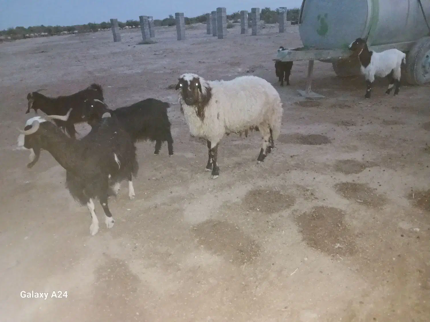 یک عدد شک ورن با یک کاور|حیوانات مزرعه|دهلران, |دیوار