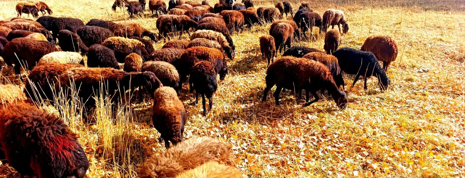 گوسفند آبستن وبره دار|حیوانات مزرعه|تیکمه داش, |دیوار