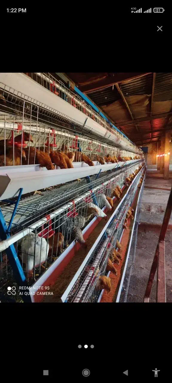 قفس منبری|لوازم جانبی حیوانات|تهران, خانی آباد نو شمالی|دیوار