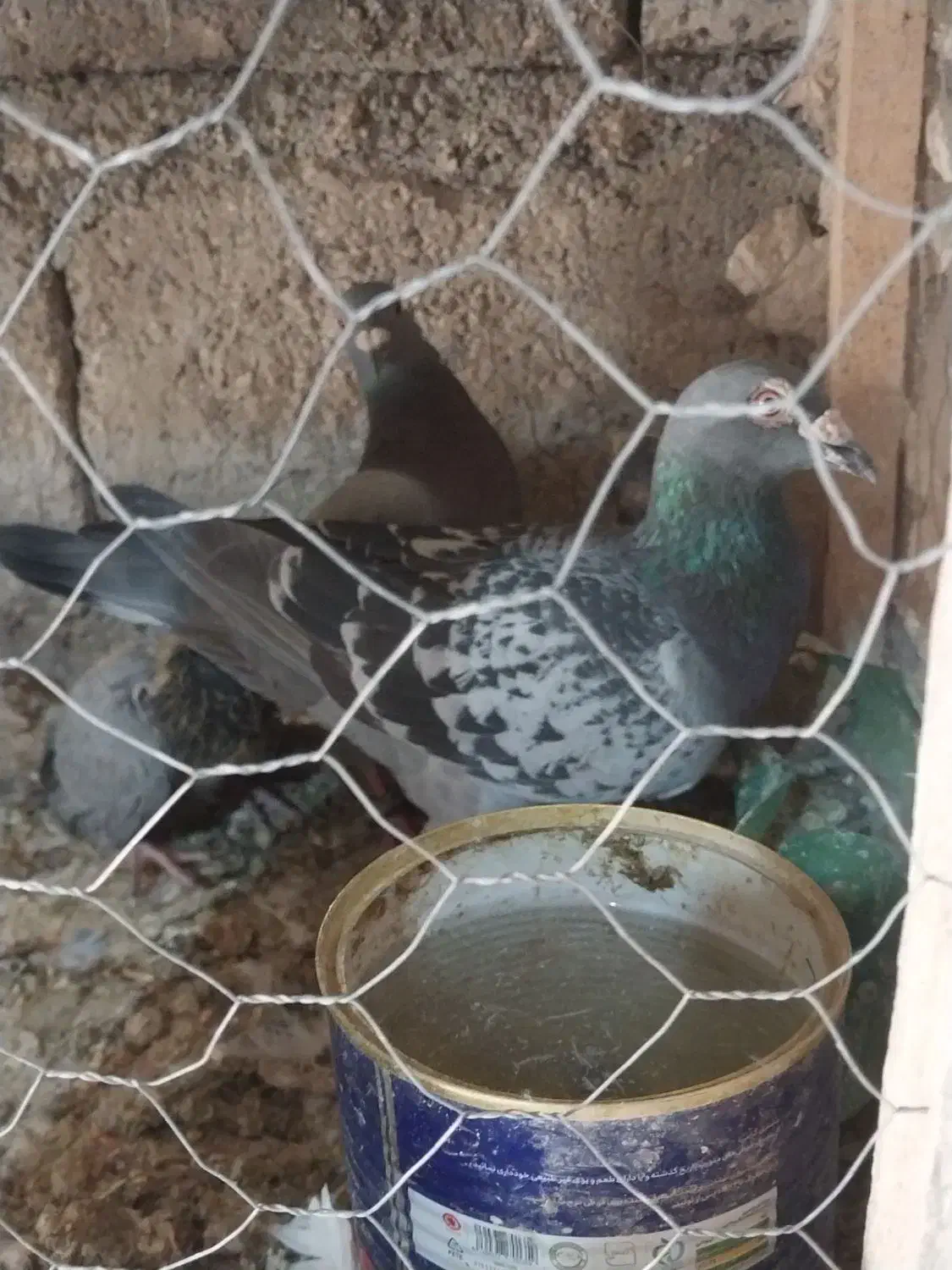 نامه بر فروش|پرنده|اسلام‌‌آباد غرب, |دیوار