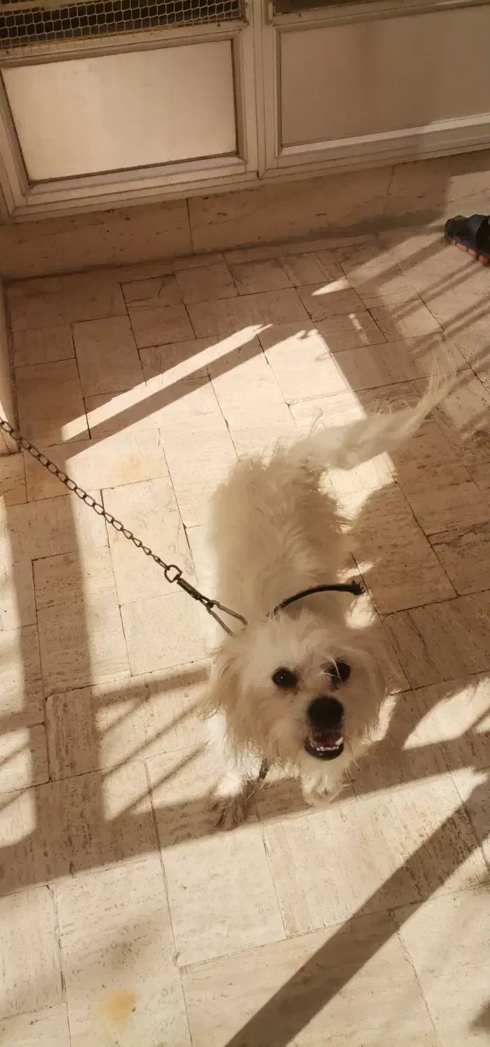 سگ پا کوتاه سفید. خیلی با نمک|سگ|یزد, |دیوار