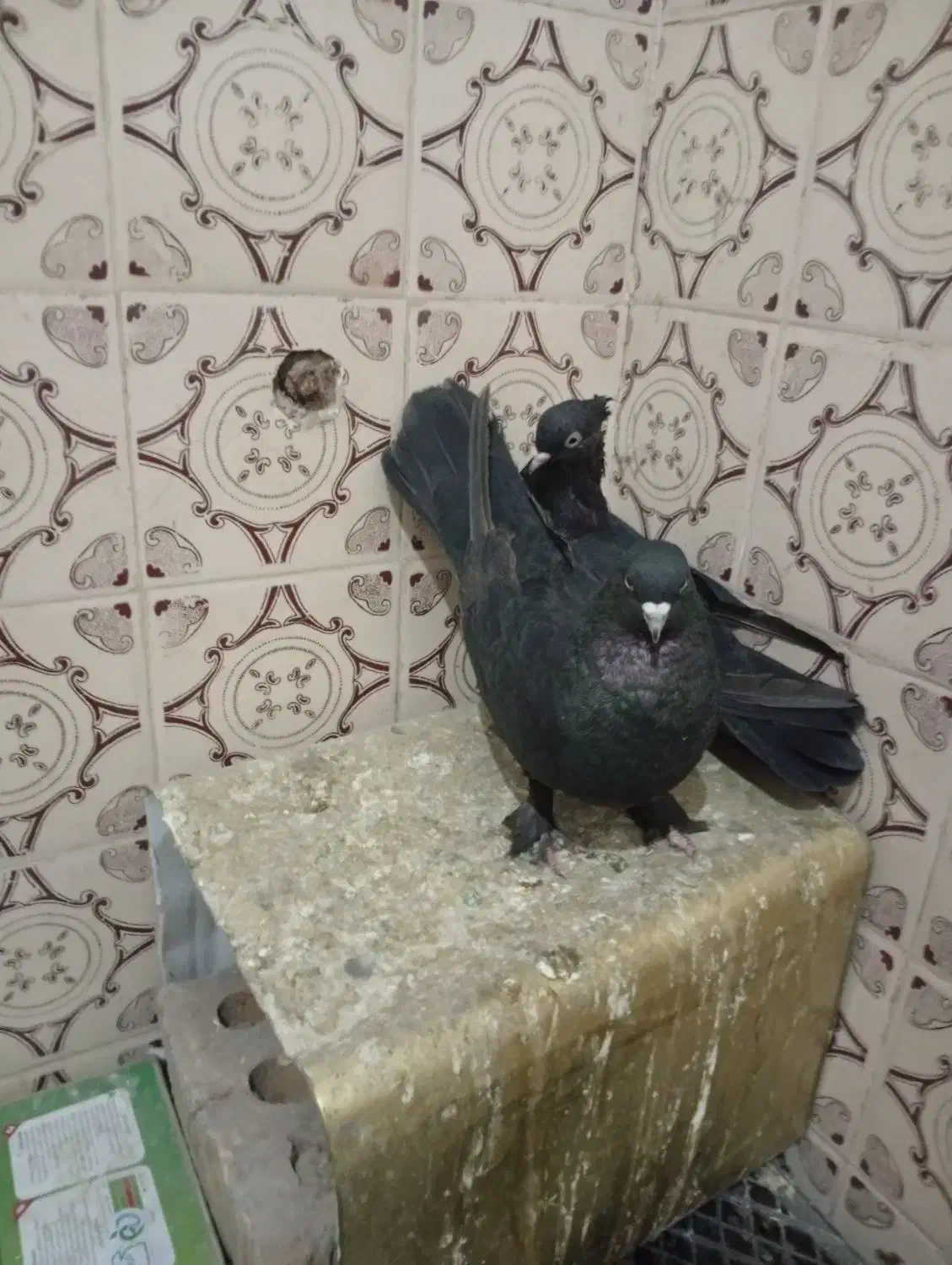 کفتر بهبهانی خوب|پرنده|مرودشت, بیست متری بیمارستان|دیوار