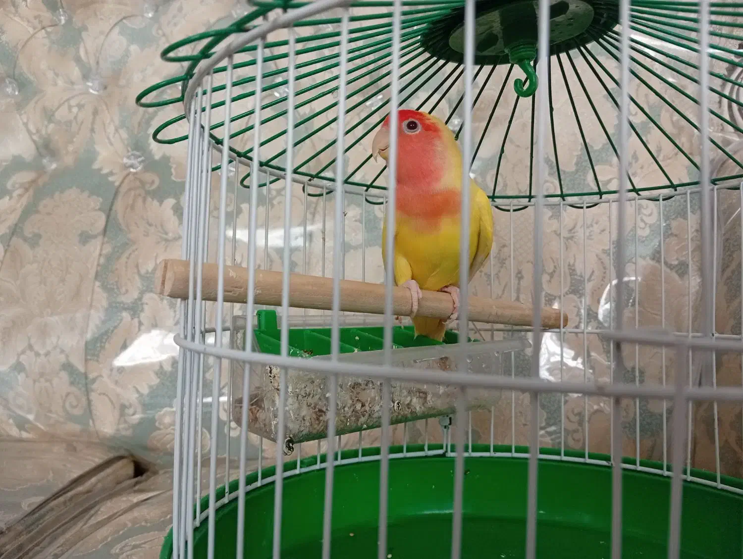 طوطی برزیلی|پرنده|قم, در بهشت|دیوار