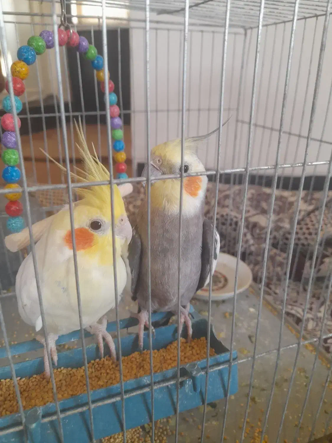 عروس هلندی معاوضه با جوجه عروس|پرنده|مزرعه کتول, |دیوار