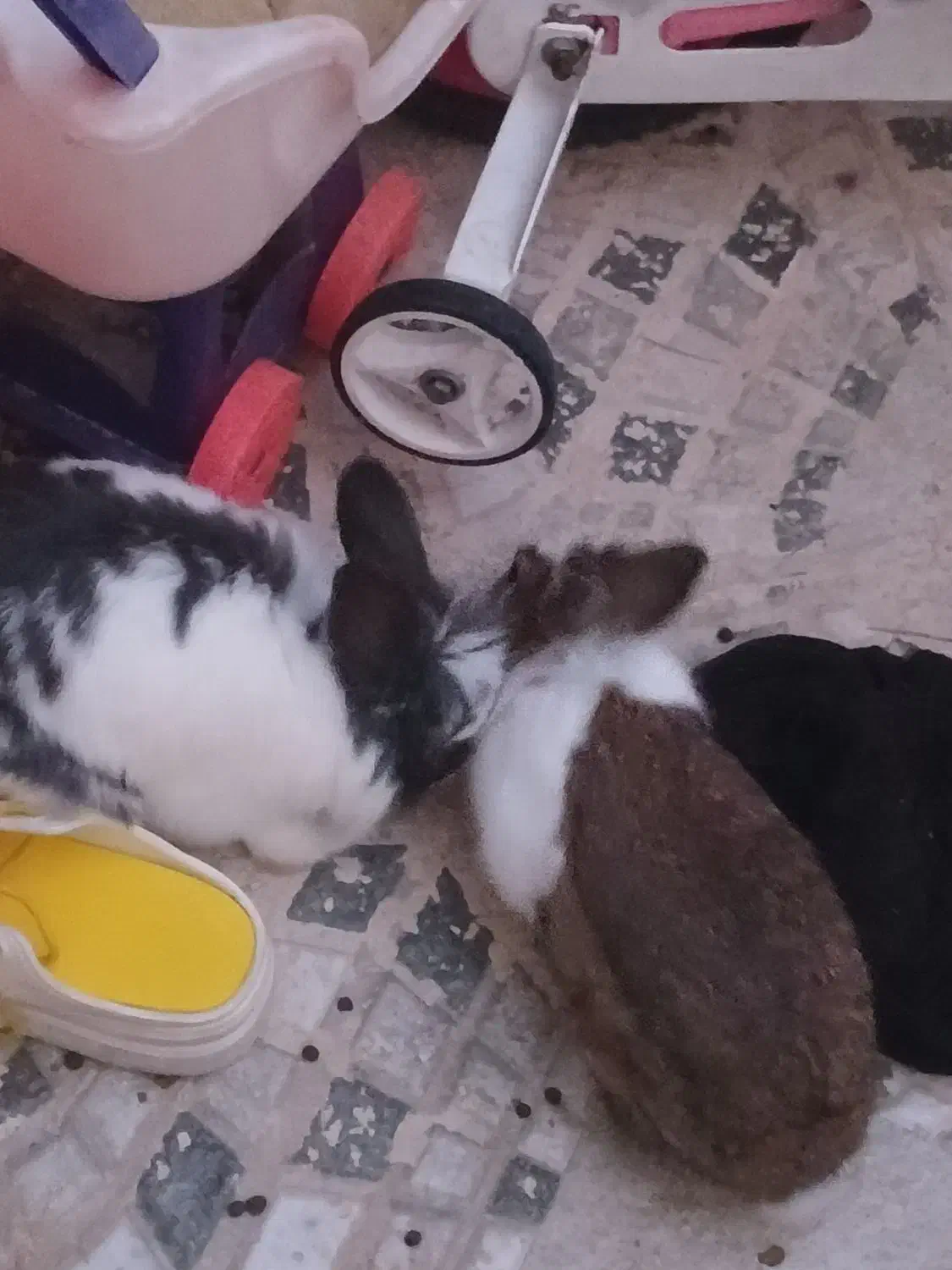 دوعدد خرگوش|موش و خرگوش|تبریز, |دیوار