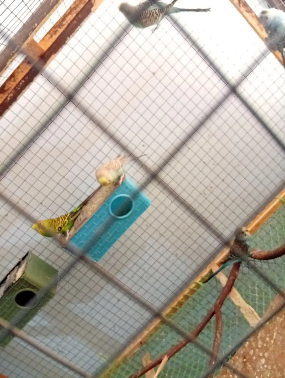 مرغ عشق|پرنده|قشم, |دیوار