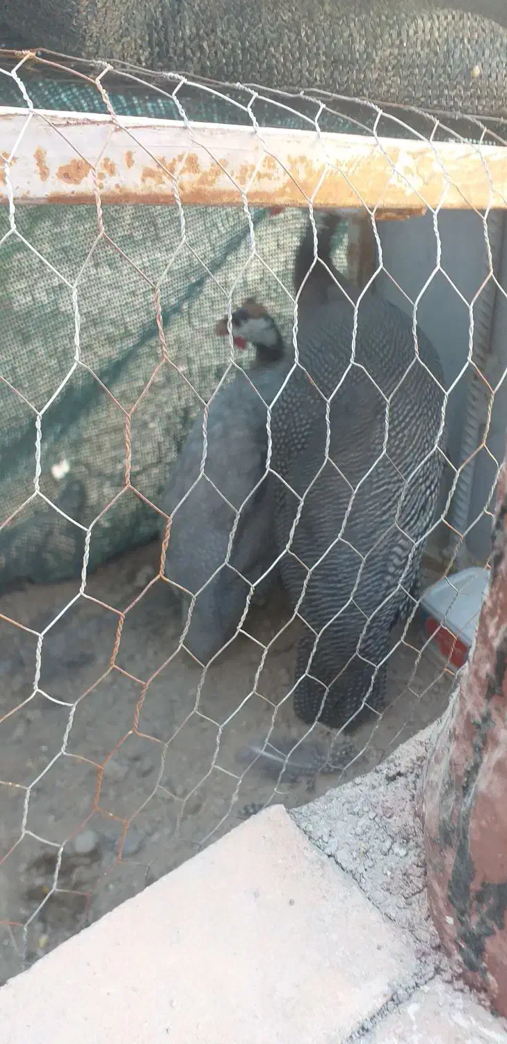 سلام یک نر ویک ماده مرغ شاخدار بالغ خوشگل|حیوانات مزرعه|پیر بکران, |دیوار