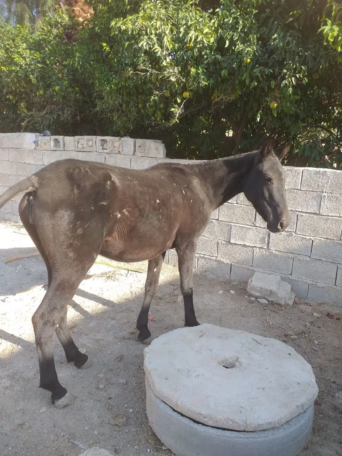 اسب|اسب و تجهیزات اسبسواری|جره و بالاده, |دیوار