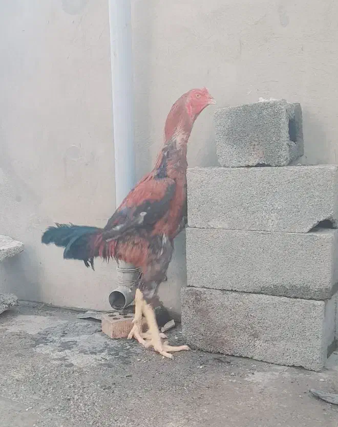 خروس لاری افغان|حیوانات مزرعه|تاتار علیا, |دیوار