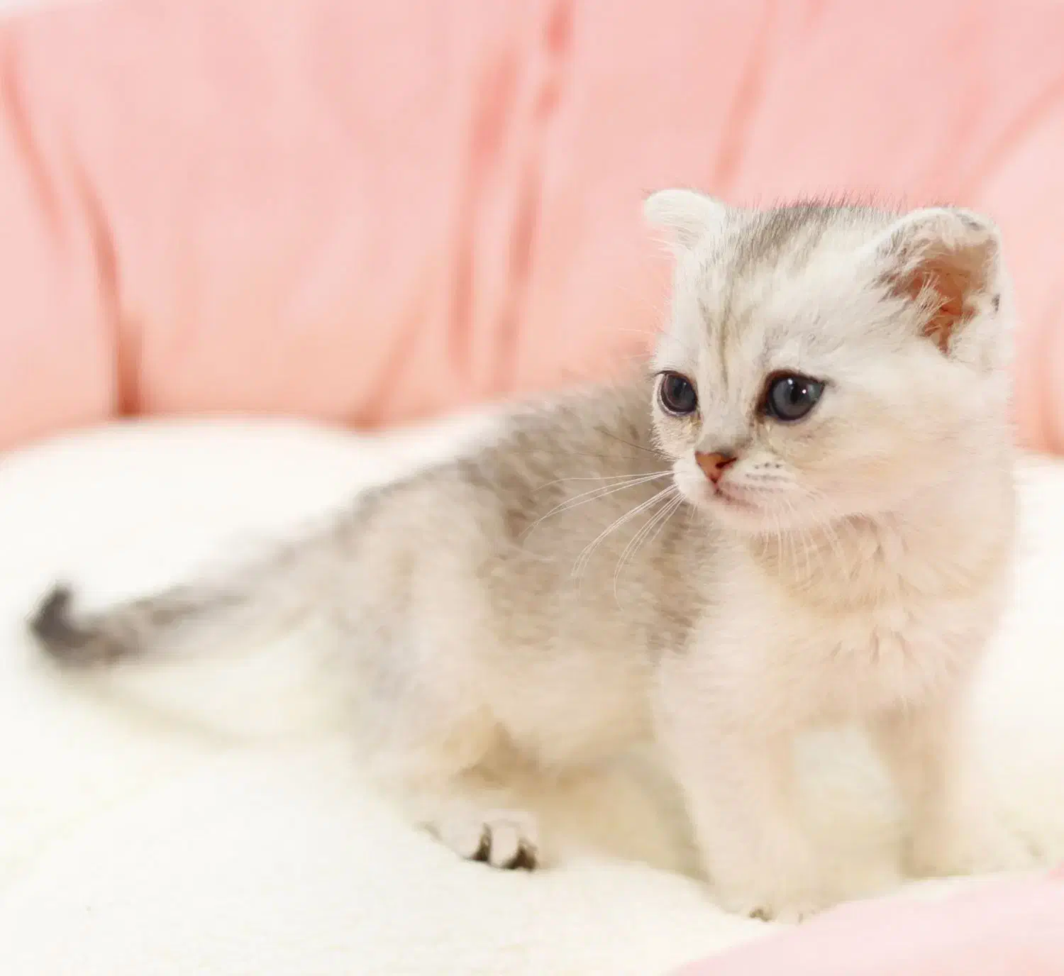 گربه اسکاتیش سیلور|گربه|تبریز, |دیوار