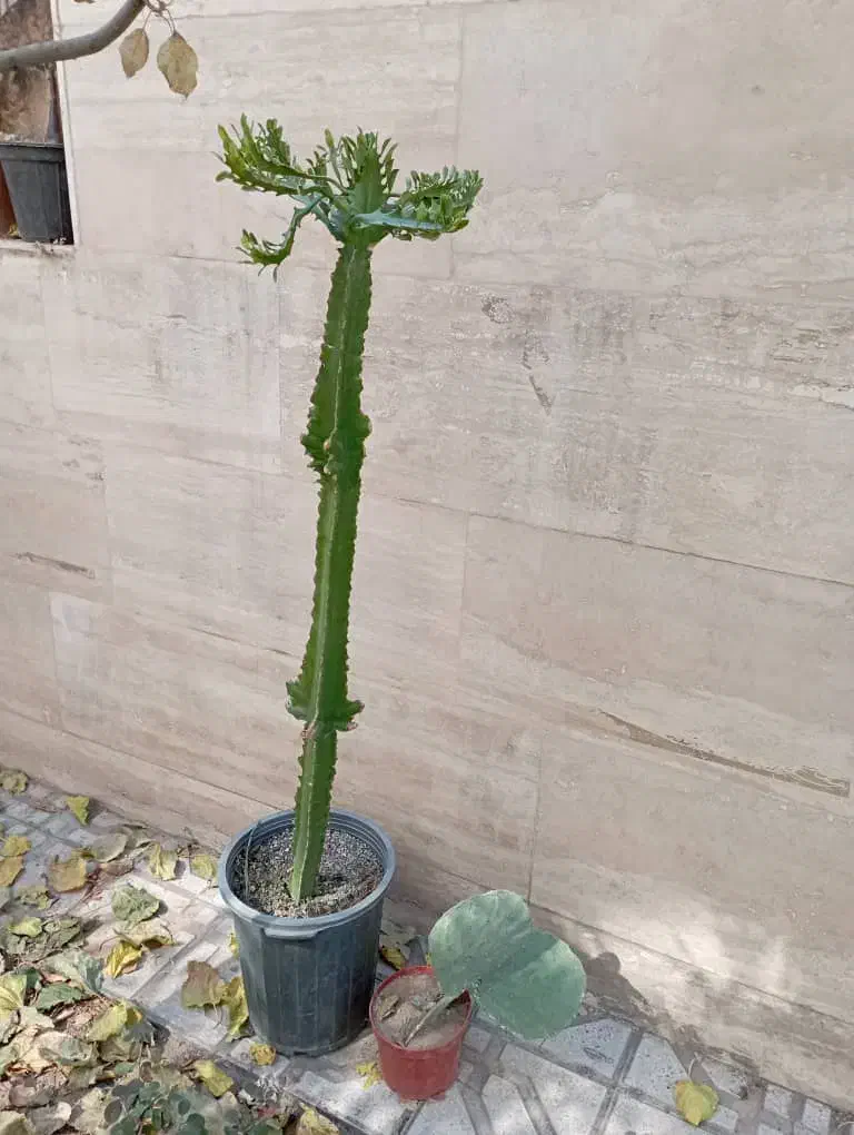 کاکتوس آمریکایی|گل و گیاه طبیعی|مشکیندشت, |دیوار