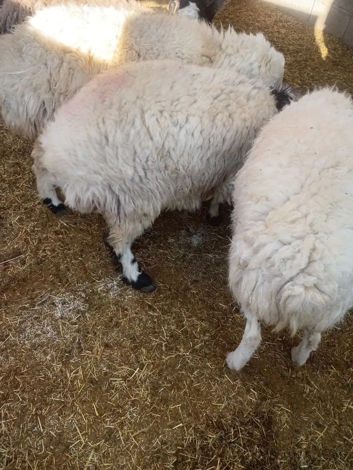 میش|حیوانات مزرعه|نگار, |دیوار