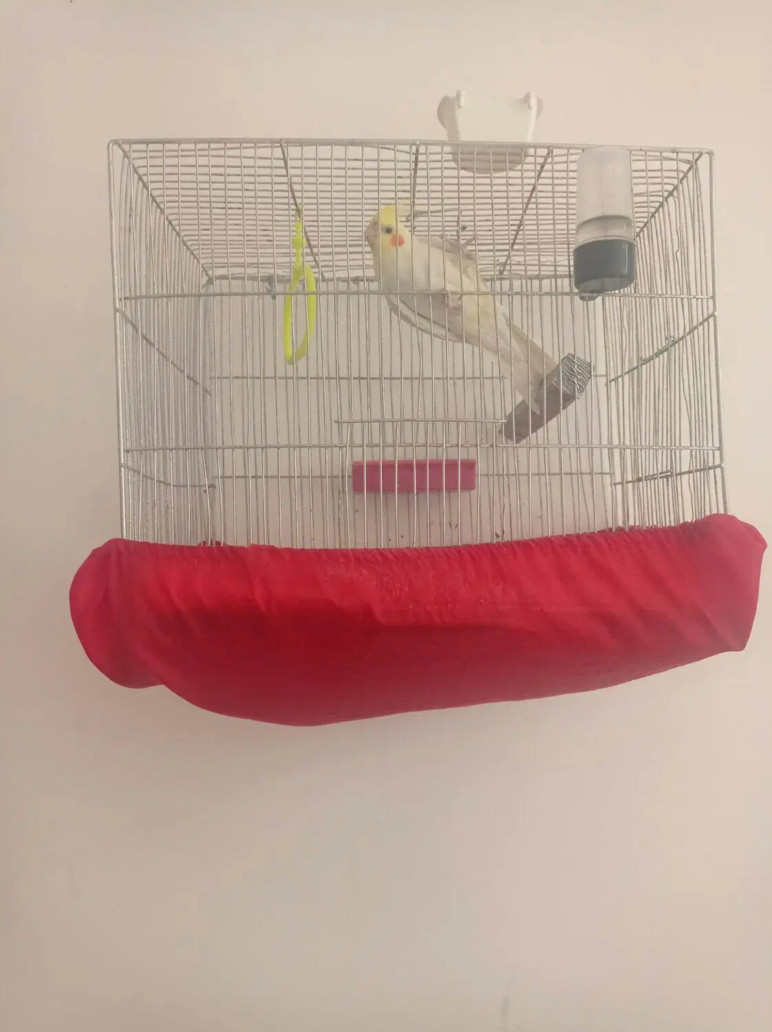 عروس هلندی|پرنده|تایباد, |دیوار