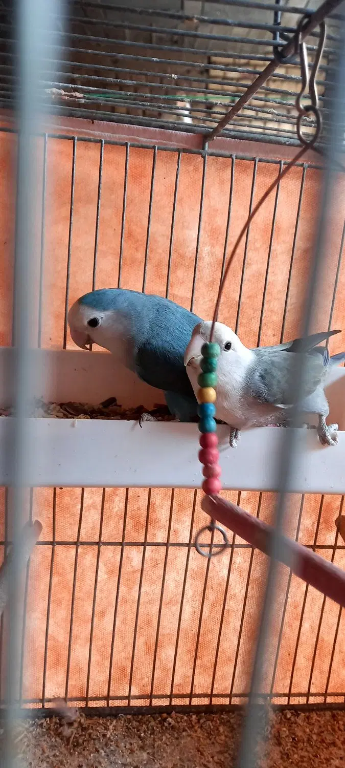 طوطی|پرنده|اصفهان, شهرک ولیعصر|دیوار
