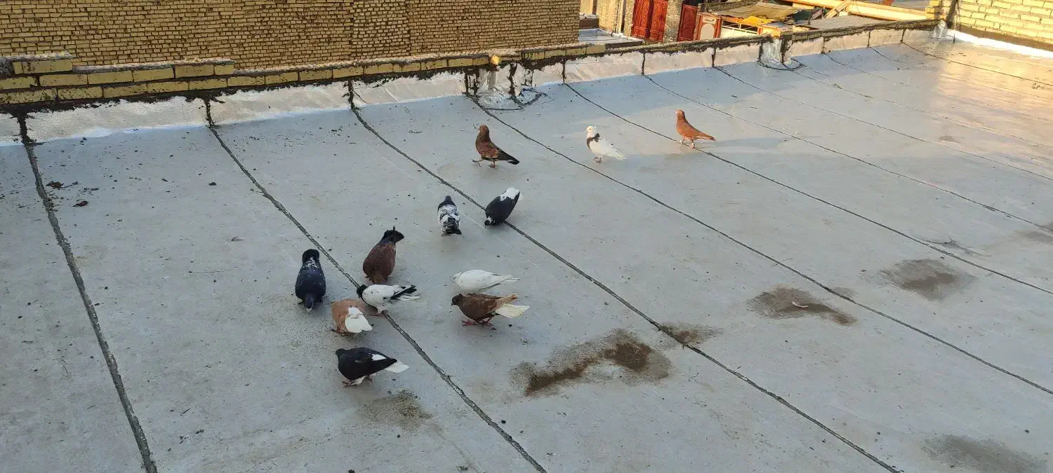 رنگی|پرنده|حمیدیه, |دیوار