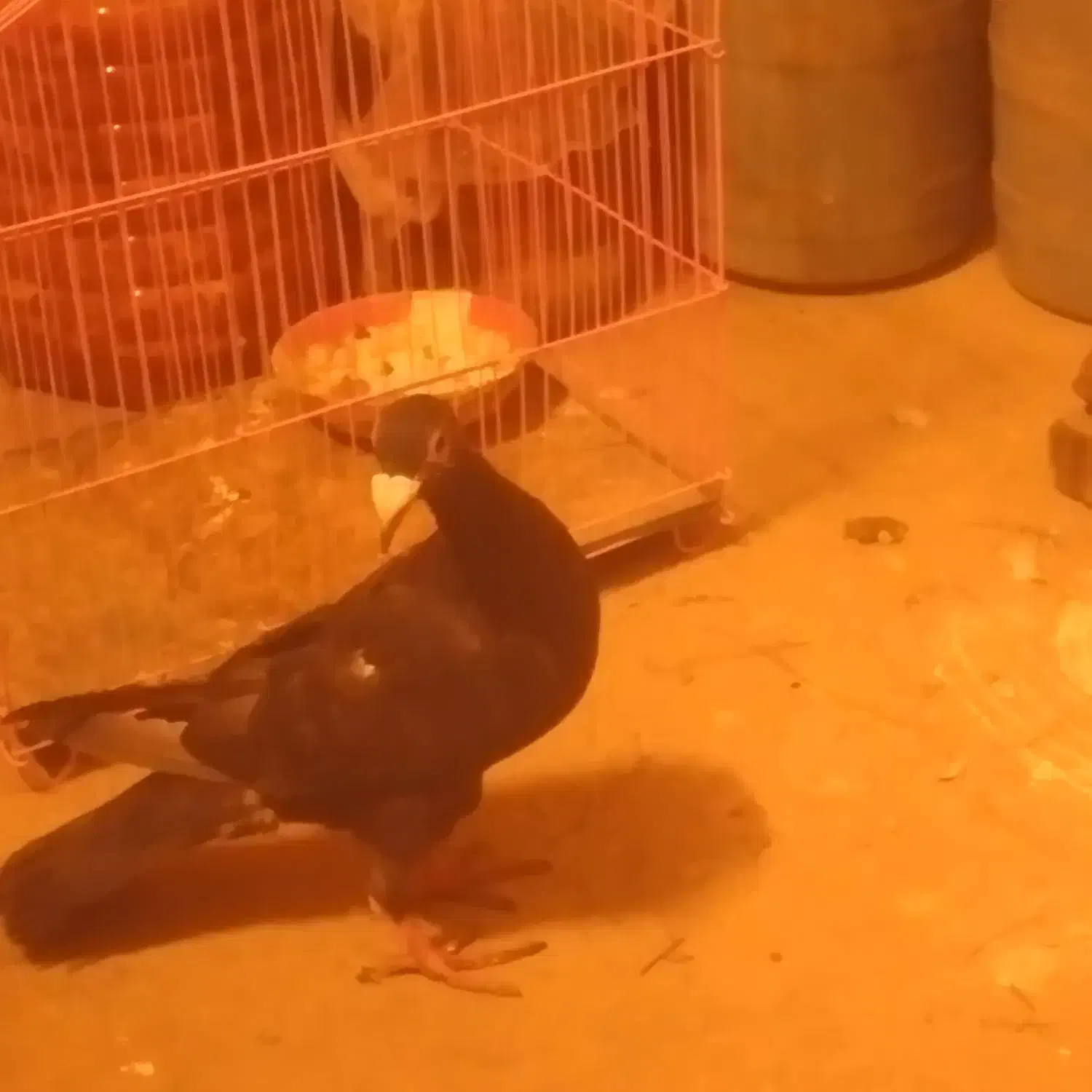 کبوتربغدادی|پرنده|نیشابور, دهنو|دیوار