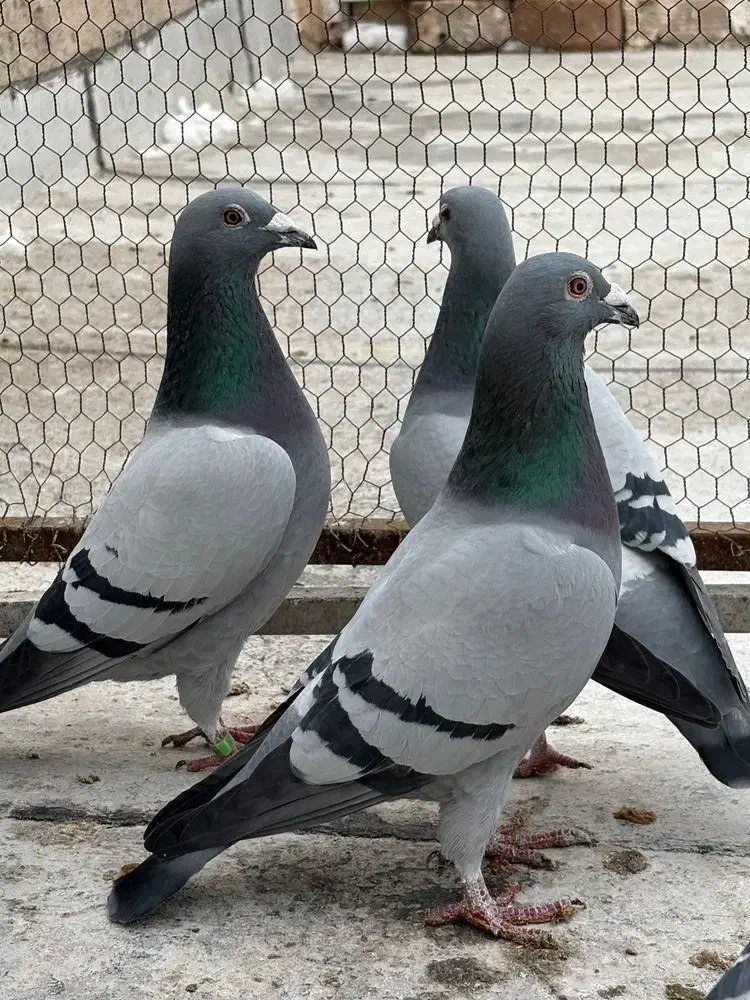 گروه عشق بازان|پرنده|اردبیل, |دیوار