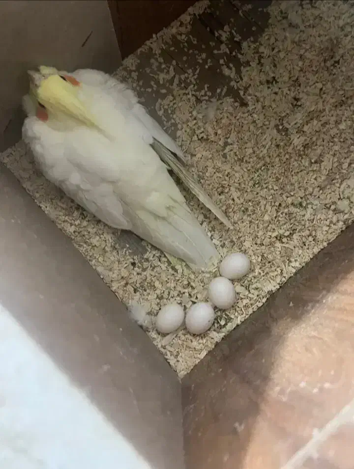 عروس هلندی|پرنده|نیمروز, |دیوار