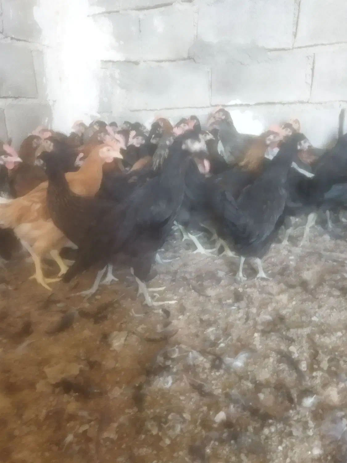 مرغ و خورس|حیوانات مزرعه|دهدشت, |دیوار