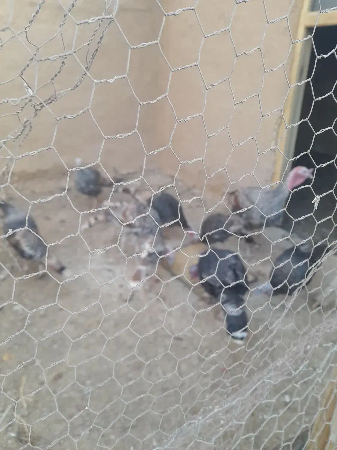 بوقلمون لری|حیوانات مزرعه|شهرضا, |دیوار