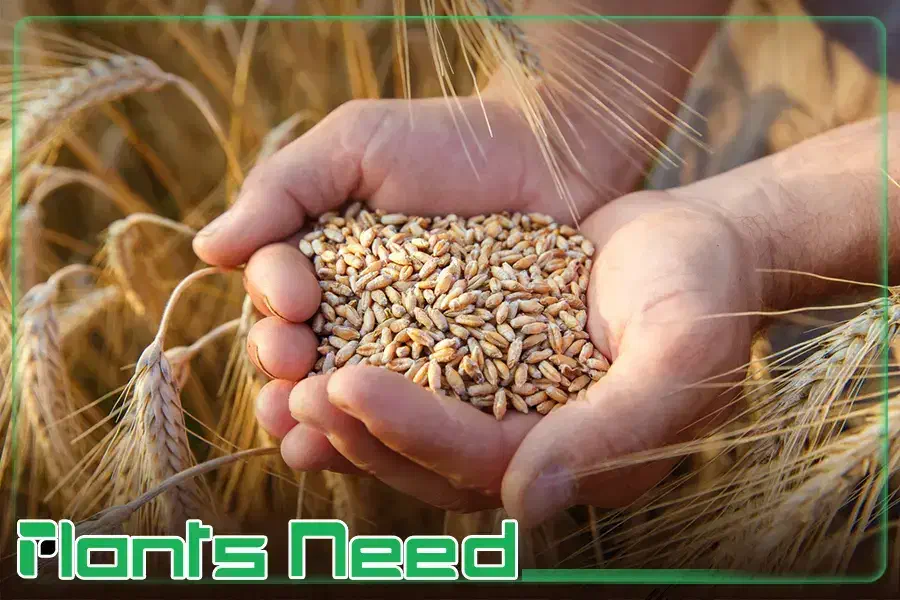 بذر|عمده‌فروشی|بیجار, |دیوار