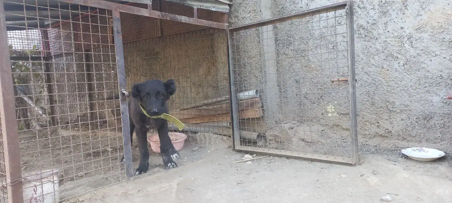 توله سگ گمشده|حیوانات|ارومیه, |دیوار