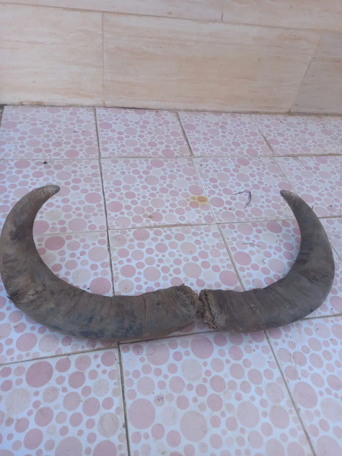 شاخ دکوراسیون جلوی چشم|کلکسیون اشیاء عتیقه|اهواز, پردیس|دیوار