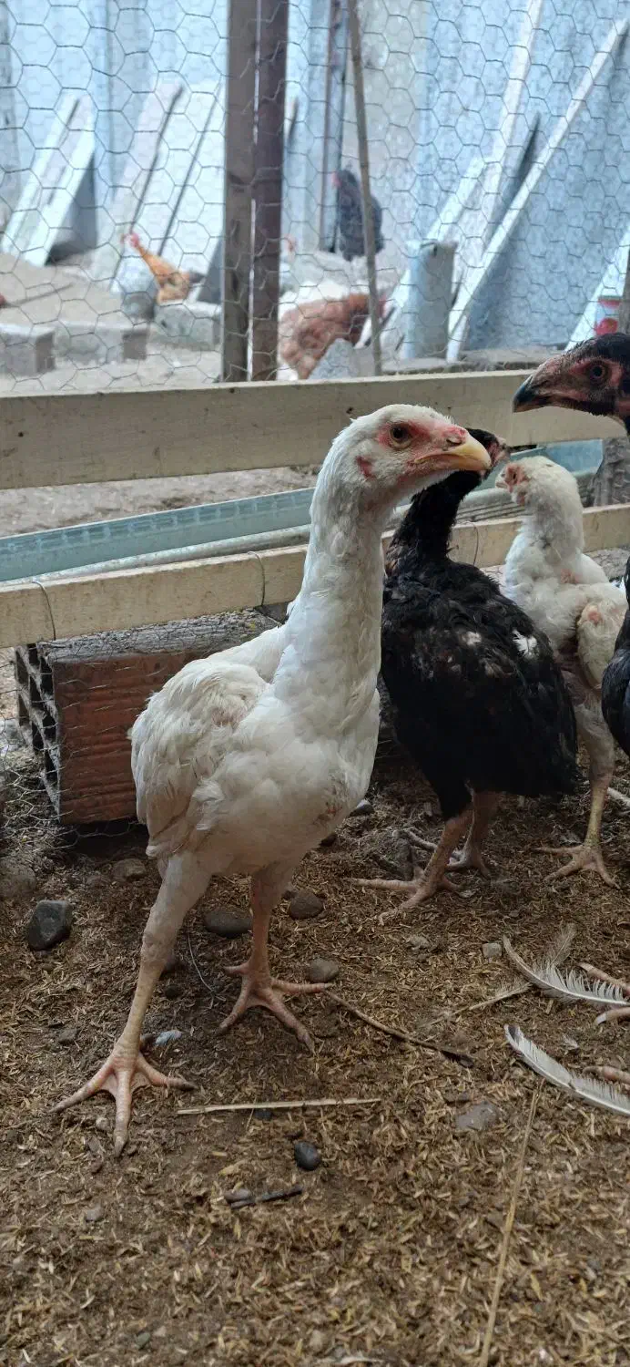 جوجه لاری|حیوانات مزرعه|آمل, |دیوار