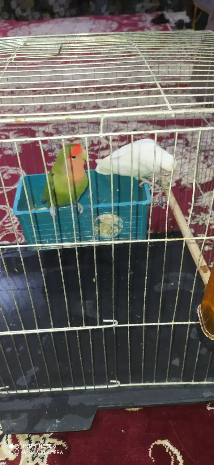 طوطی برزیلی|پرنده|گنبد کاووس, |دیوار