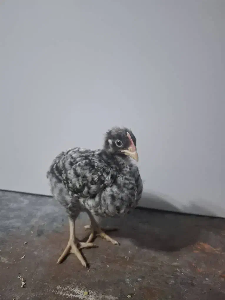 جوجه وتخم ،نژاده پیلموت راک (امروک)و ایام سمانی|حیوانات مزرعه|رشت, فخب|دیوار