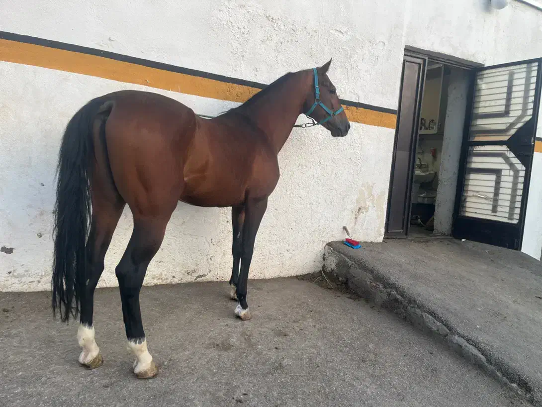 فروش یک راس اسب ترکمن|اسب و تجهیزات اسبسواری|تبریز, |دیوار