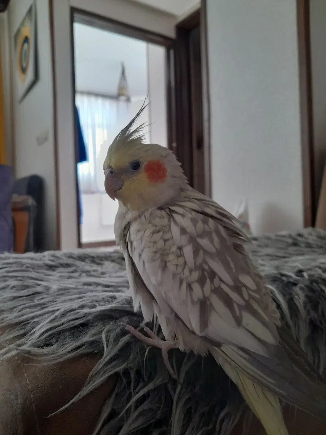 فروش عروس هلندی|پرنده|شاهین‌شهر, امیرکبیر|دیوار