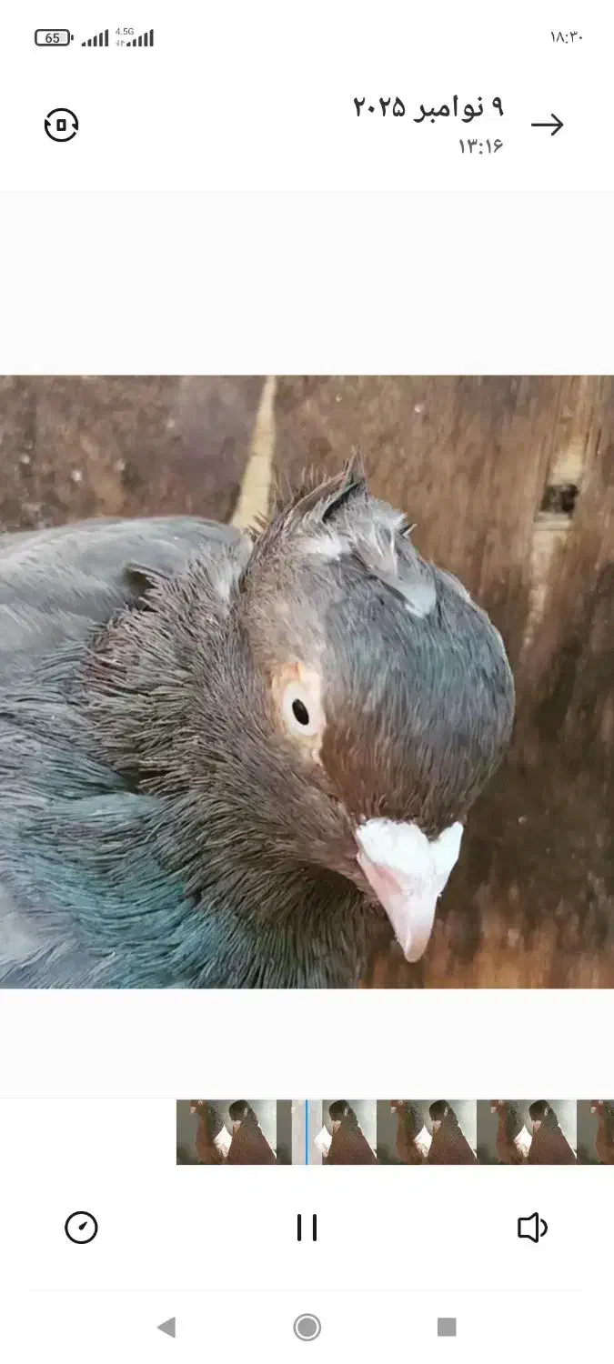 کبوتر قهوهای آبادانی|پرنده|لنجان, |دیوار