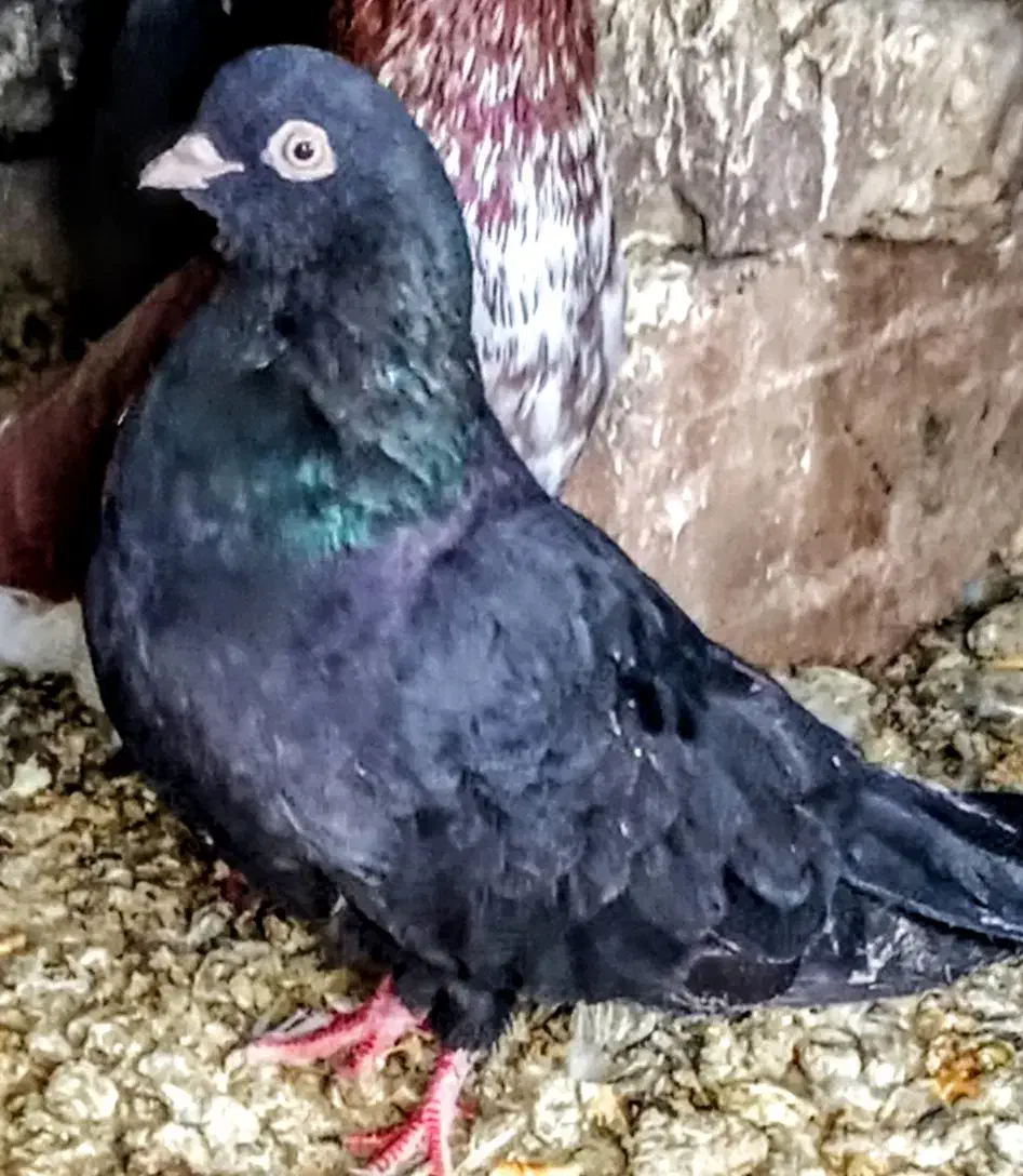 کبوتر|پرنده|نوشین شهر, |دیوار