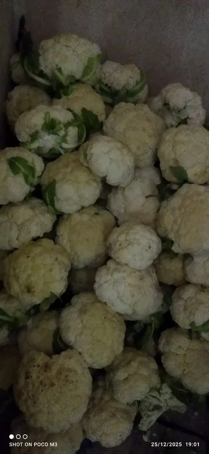 گل کلم|خوردنی و آشامیدنی|شیراز, میانرود|دیوار