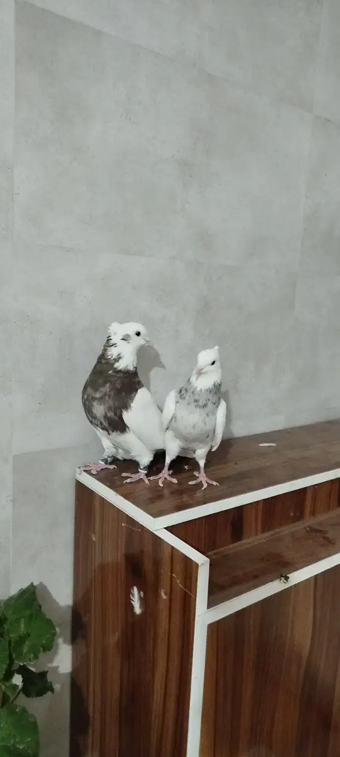 کبوتر ،طوقی پالخت کاکولی|پرنده|داران, |دیوار