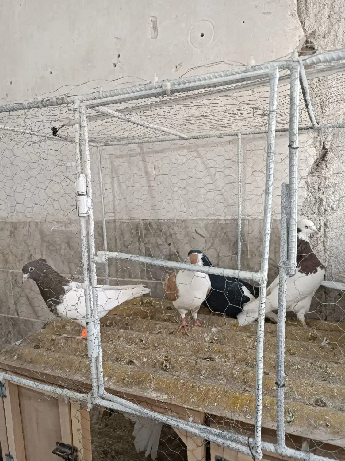 کفر|پرنده|مشهد, چهاربرج|دیوار