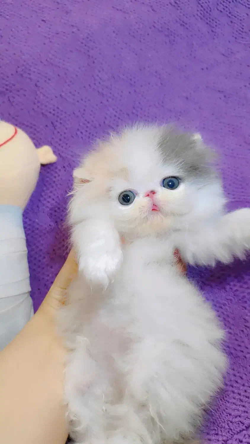 بچه گربه پرشین اگزوتیک مینیاتوری|گربه|شهریار, رضی آباد بالا|دیوار