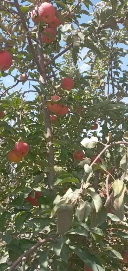باغ ویلا  گلمکان ۵۰۰ متر دور دیوار  مسکونی|فروش خانه و ویلا|گلمکان, |دیوار