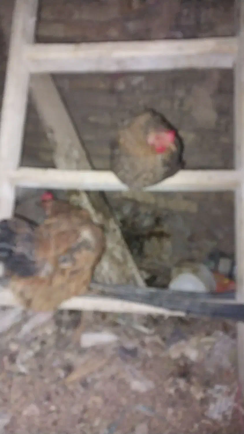 فروشمرغوخروس|حیوانات مزرعه|برخوار, |دیوار